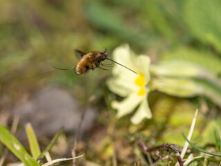 Bee Fly in Flight on a Common Primrose in Spring