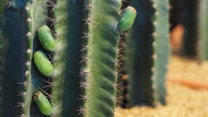 Naklejka premium cactus close up