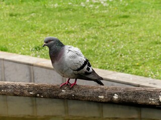 pigeon in the park