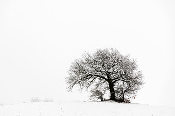 Abstract winter landscape with an alone tree. black and white