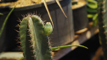 cactus close up