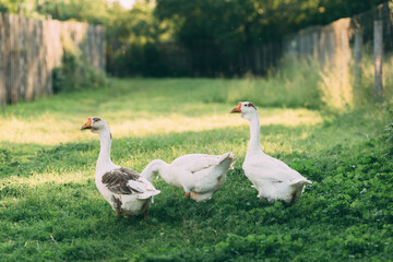 Domestic geese on a green meadow. Summer green rural farm landscape. Geese in the grass, domestic bird, flock of geese, panoramic view