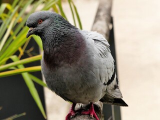 pigeon in the park