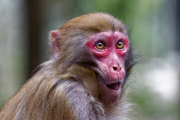 Naklejka premium Small Chinese monkey in the mountains of Zhangjiajie National Park. Wild macaque.