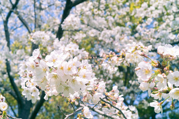 blooming tree
