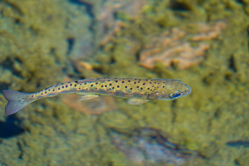 Formosa Taiwan Landlocked Masu Salmon, a protected animal, swimming in a river in Wuling Farm, Taiwan
