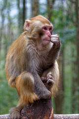 Small Chinese monkey in the mountains of Zhangjiajie National Park. Wild macaque.