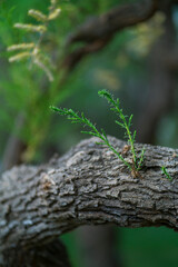 Salt Cedar - Taray (Tamarix boveana), The Ebre Delta, The Ebre Delta Natural Park, Terres de l'Ebre, Tarragona, Catalonia, Spain