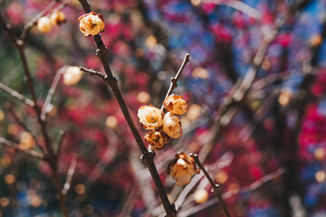 Yellow Chimonanthus praecox (wintersweet) blooming in winter time in Wuling farm, Taiwan