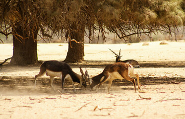 blackbuck deer fight
