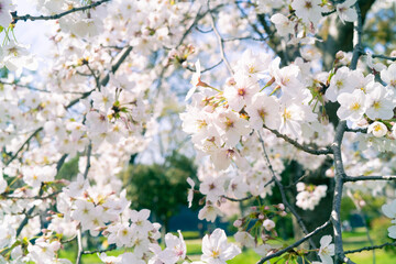 cherry tree blossom
