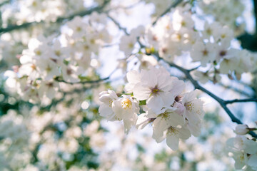 blooming tree