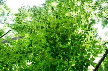 Fototapeta na wymiar Green spring leaves