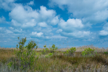 The Ebre Delta, The Ebre Delta Natural Park, Terres de l'Ebre, Tarragona, Catalonia, Spain
