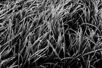black and white contrasted frozen grass