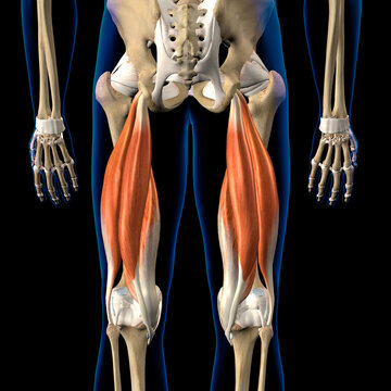 Male Hamstring Muscle Group on Skeleton, Male Rear View on Black Background, 3D Rendering