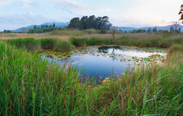 Les Olles, The Ebre Delta Natural Park, Terres de l'Ebre, Tarragona, Catalonia, Spain