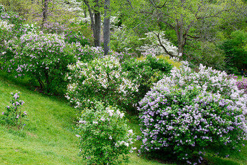  Botanical Garden of Canada Burlington Acacia Bushes