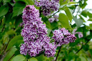  Botanical Garden of Canada Burlington branch of white lilac lilac