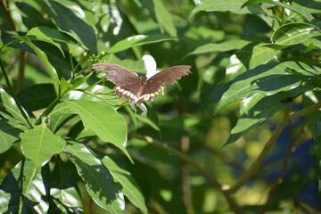 white butterfly on a flower
