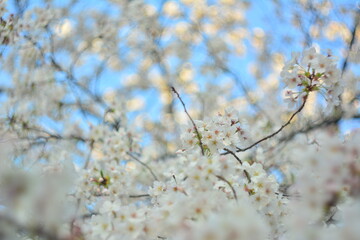 Cherry blossom