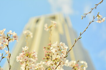 Cherry blossom
