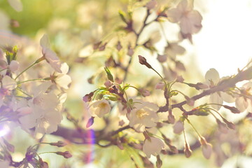 Cherry blossom