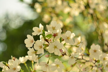Cherry blossom