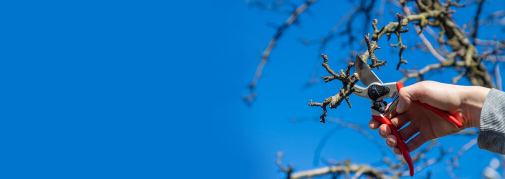 pruning branches with pruning shears. Selective focus