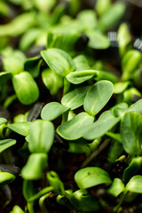 Fototapeta na wymiar Fresh sunflower sprouts. Sprouting microgreens. Seed Germination at home. Superfood, planting at home at the window. growing sunflower. Vegan and healthy eating concept. selective focus