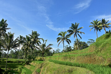 Fototapeta na wymiar rice fields surrounded by coconut trees