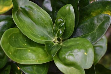 close up of a green leaf