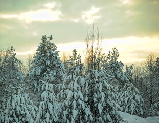 Snow on the branches of trees and bushes after a snowfall. Beautiful winter background with snow-covered trees.