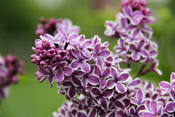 Botanical Garden of Canada Royal pink and white lilac large