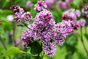 Botanical Garden of Canada Royal pink and White lilac