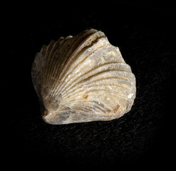 Prehistoric shell substituted with silicon isolated on black background. Three hundred million years old paleontology fossil. For historical magazines or websites, natural science museum posters
