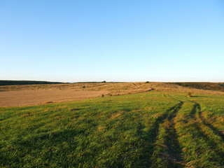 Fototapeta na wymiar A field of green grass and car tracks on it. Blue sky. A clear summer day