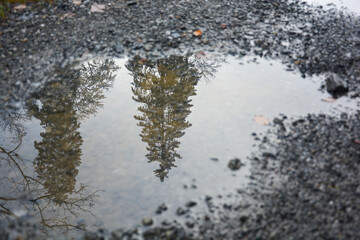 Reflection of a fir tree in a puddle of water in winter