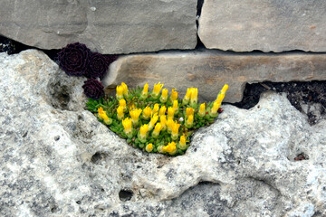  Canada Botanic Garden Burlington yellow tulips among the rocks