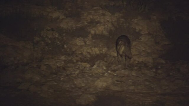 striped hyena (Hyaena hyaena)Looking for food at night in the desert