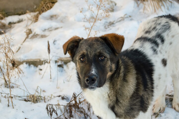 close-up - a domestic spotted dog walking on a winter day