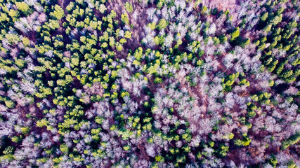 Forest view from above