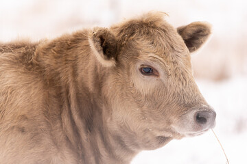 cow in winter scene. She has thick fuzzy coat in a snowy pasture on farm