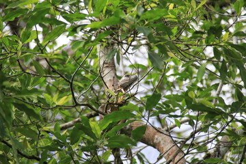 iguana in a tree in Costa Rica	

