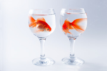 Two small fishes in glass goblets on a white background, selective focus.Relations psychology concept.