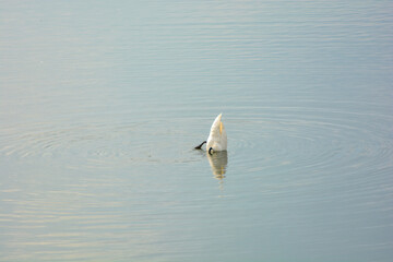 Gründelnder Schwan auf einem See, nur noch der Schwanz spitzt aus dem Wasser