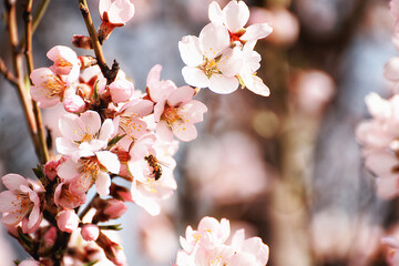 Blossoming almond branches and bees on flowers in a spring sunny garden.