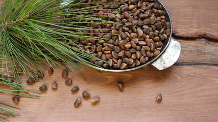 cedar twig and metal old plate filled with dry pine nuts located on the textured background of a solid solid wood, organic natural nutritious product of the Siberian forest