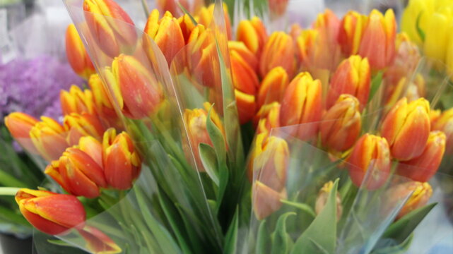 bouquets of red bright tulips packed in transparent cellophane in the flower section of the supermarket close-up, sale of flowers for the holiday, spring flowers are sold on the market