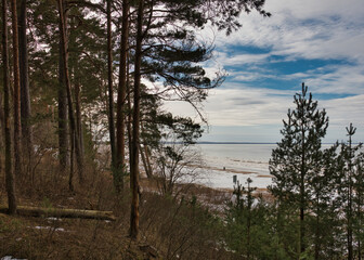 Fototapeta na wymiar Pine forest landscape with young and mature trees on the slope of a hilly coastline overlooking the frozen Baltic Sea and cloudy skies in early spring.